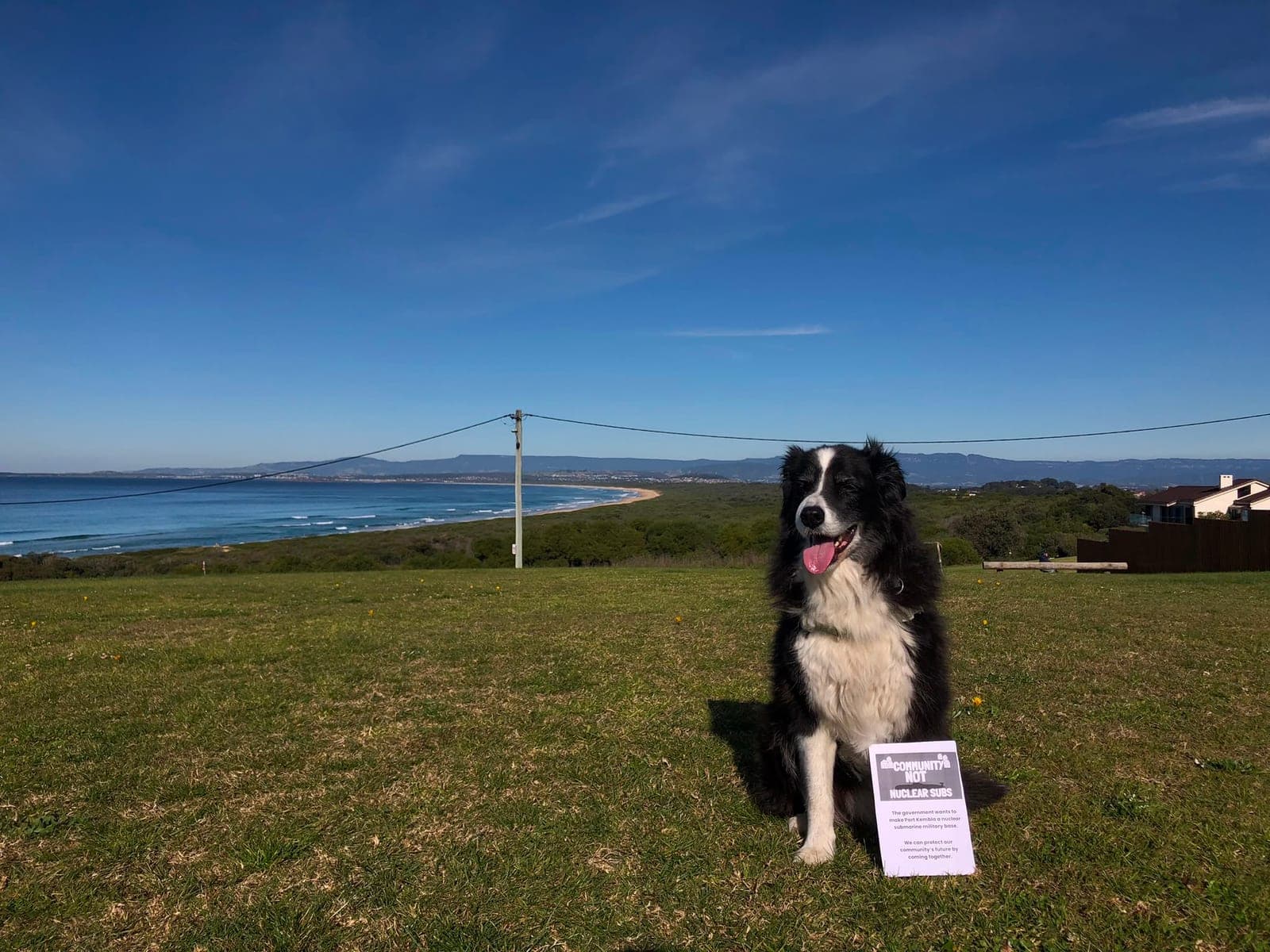 A border collie sitting on the grass above the Illawarra coastline, next to a leaflet reading 'Community not nuclear subs'